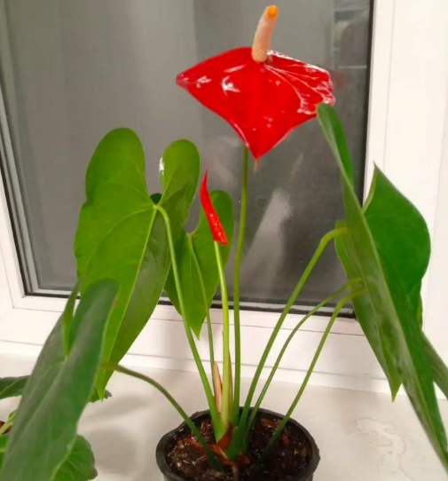 Фото В Новосибирске выставили на продажу мужской цветок счастья за 1 млн рублей 2